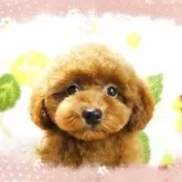 タイニープードル