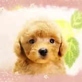 ティーカッププードル