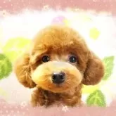 ティーカッププードル【千葉県・男の子・2025年3月30日・レッド】の写真1