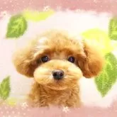 ティーカッププードル