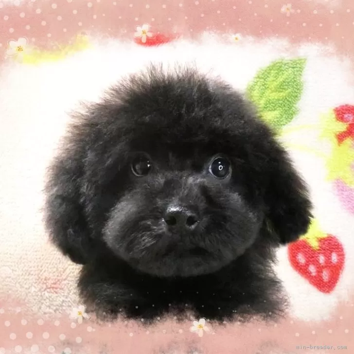 ID:2404-01213の子犬