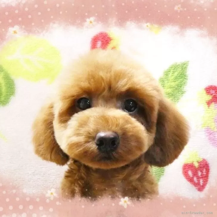 ID：2312-01728の子犬