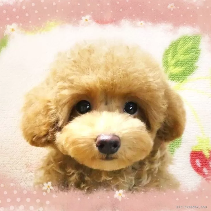 ID:2409-00548の子犬