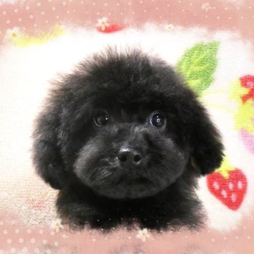トイプードル(タイニー)【千葉県・女の子・2024年2月7日・ブラック】の写真「ティー～タイニー予想‼☆めっちゃ愛らしい女の仔♪」