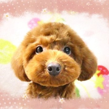 トイプードル(タイニー)【千葉県・女の子・2023年7月11日・レッド】の写真「ティー～タイニー予想☆お目々クリクリ愛嬌たっぷり」