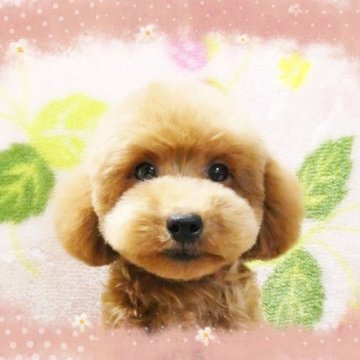 トイプードル(タイニー)【千葉県・男の子・2023年7月11日・レッド】の写真「ティー～タイニー予想☆短いお鼻に円らな瞳かわいい♡」
