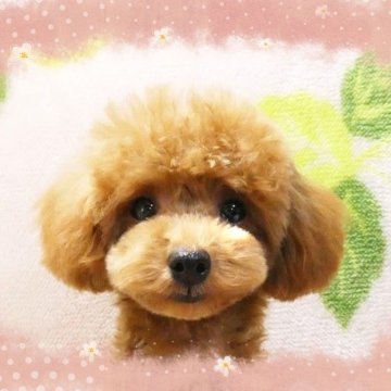 トイプードル(ティーカップ)【千葉県・女の子・2023年7月11日・レッド】の写真「☆ティーカップ予想☆表情豊かでお目々クリックリ♪」