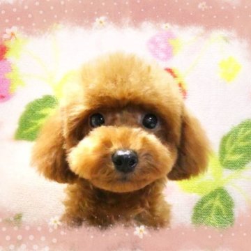 トイプードル(タイニー)【千葉県・男の子・2023年7月11日・レッド】の写真「☆ティー～タイニー予想☆愛嬌たっぷりまん丸お顔っ♪」