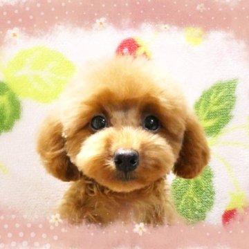 トイプードル(ティーカップ)【千葉県・女の子・2023年8月4日・レッド】の写真「小さめタイニー予想‼うるうるのお目々で超可愛い仔♪」