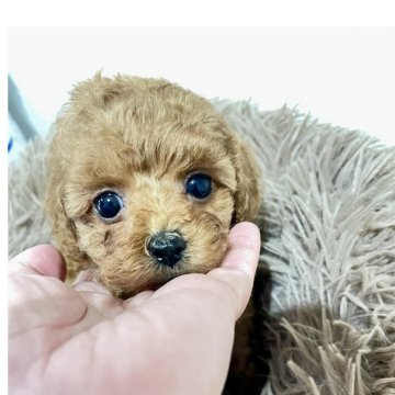 トイプードル(ティーカップ)【福岡県・女の子・2025年3月9日・レッド】の写真「可愛い女の子✨」