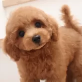 タイニープードル