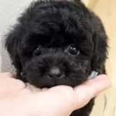 タイニープードル