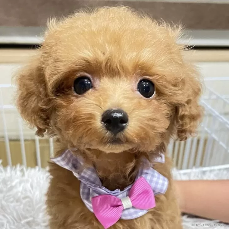 A.N 様のお迎えした子犬