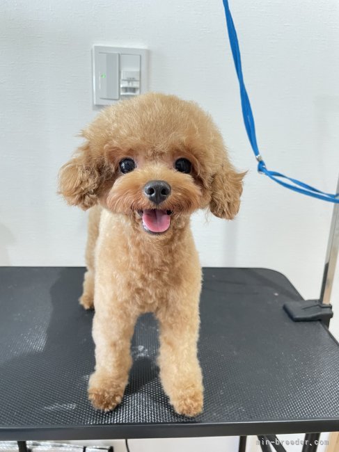 トイプードル オス レッド 2023/01/14生まれ 福岡県 交配犬ID:2311