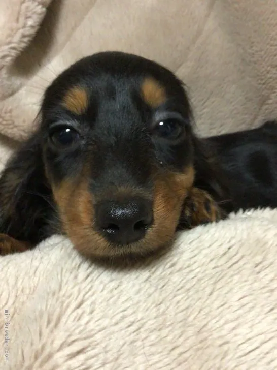 ID:2105-02078の子犬