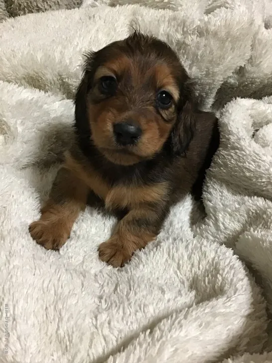 K.W 様のお迎えした子犬