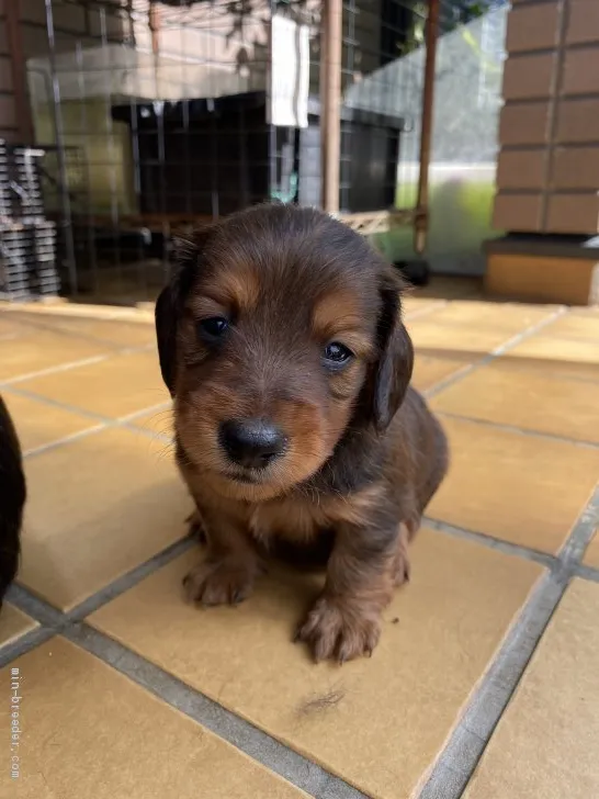 ID：2011-00530の子犬