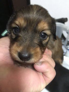 ミニチュアダックスフンド(ロング)【愛知県・女の子・2020年3月23日・レッド】の写真「大人しい子です55日過ぎて1.25kgです」