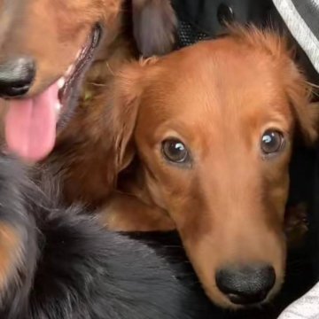 ミニチュアダックスフンド(ロング)【愛知県・男の子・2023年8月19日・レッド】の写真「綺麗なレッドの男の子です」