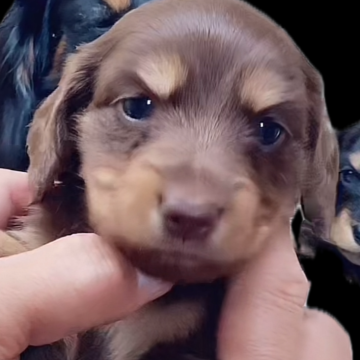 ミニチュアダックスフンド(ロング)【愛知県・女の子・2024年4月18日・チョコタン】の写真「可愛い女の子です」