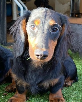 ミニチュアダックスフンド(ロング)【愛知県・男の子・2021年9月9日・ブラックタン】の写真「元気いっぱいです」