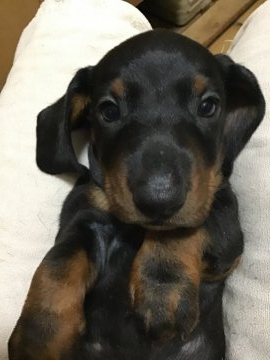 スタンダードダックスフンド(スムース)【愛知県・男の子・2020年6月18日・ブラックタン】の写真「元気いっぱいです」