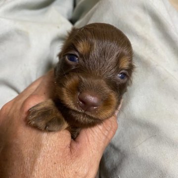 ミニチュアダックスフンド(ロング)【愛知県・女の子・2024年2月17日・チョコタン】の写真「綺麗なチョコタンです」
