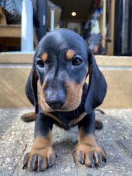 スタンダードダックスフンド(スムース)【愛知県・男の子・2020年7月17日・ブラックタン】の写真「元気いっぱいです」