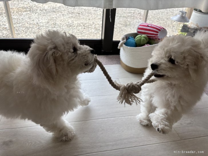 野口麻代ブリーダーのブログ：たくさんのありがとう🥰
