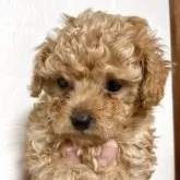 タイニープードル