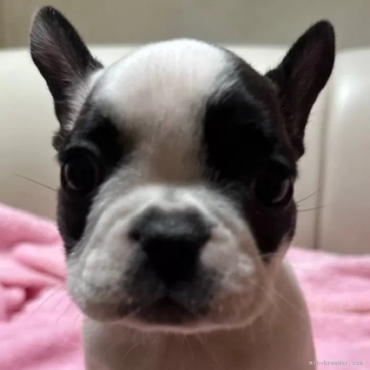 ID：2501-03420の子犬