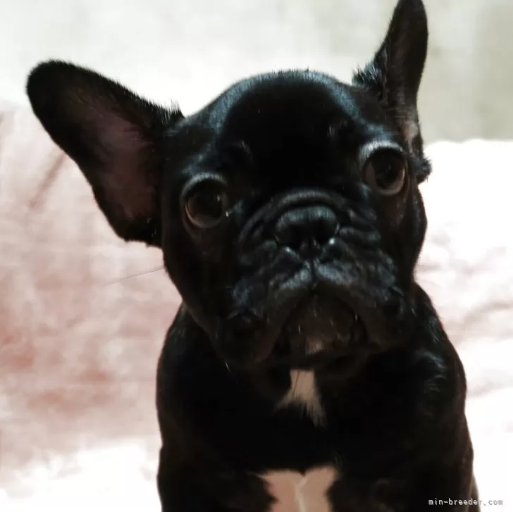 ID：2504-02387の子犬