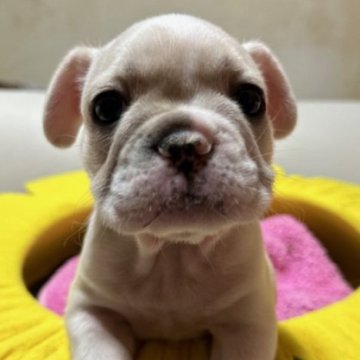 フレンチブルドッグ【福岡県・男の子・2024年12月1日・クリーム】の写真「♡真ん丸ころころ元気いっぱいの男の子♡」