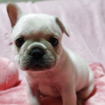 フレンチブルドッグ【福岡県・女の子・2025年9月26日・ホワイト】の写真「♡真ん丸ころころ元気いっぱいの女の子♡」
