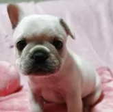 フレンチブルドッグ