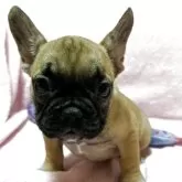フレンチブルドッグ