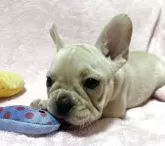 フレンチブルドッグ【福岡県・女の子・2025年6月20日・クリーム】の写真7