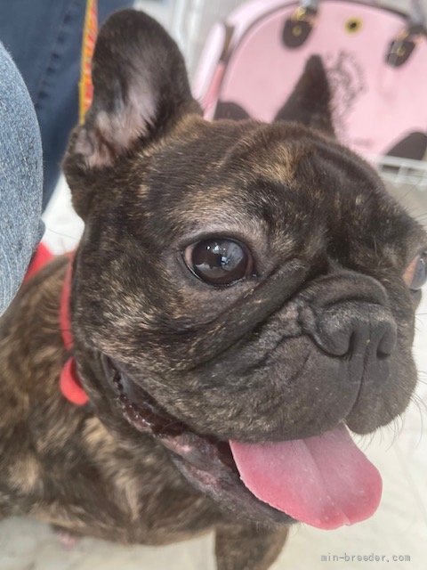 フレンチブルドッグ【・女の子・2019年10月11日・タイガーブリンドル】