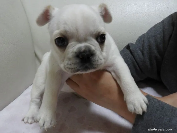 ID：2003-00627の子犬