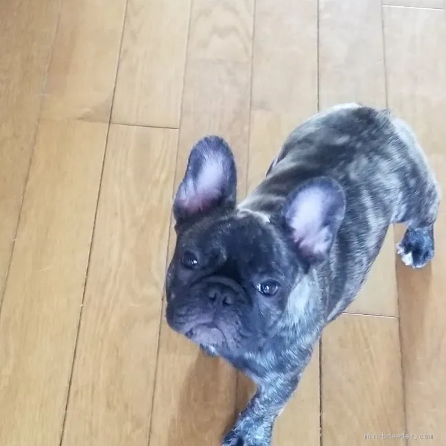 フレンチブルドッグ【福岡県・女の子・2020年11月17日・ブリンドル】の写真1