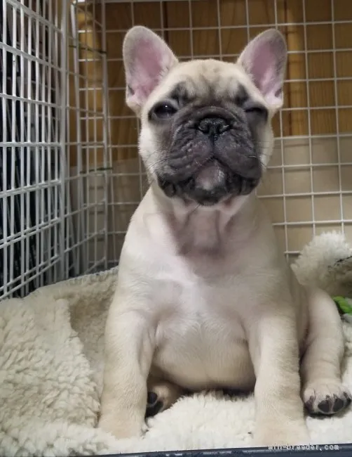 フレンチブルドッグ【福岡県・男の子・2020年11月17日・フォーン】の写真1