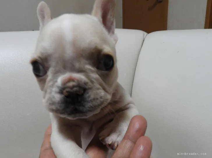 フレンチブルドッグ【福岡県・女の子・2021年1月4日・クリーム】の写真1
