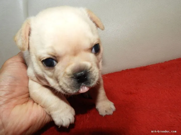 ID：1911-00926の子犬