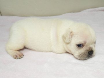 フレンチブルドッグ【福岡県・女の子・2020年10月7日・クリーム】の写真「◎真ん丸ころころ元気いっぱいの女の子♡」