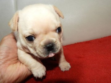 フレンチブルドッグ【福岡県・男の子・2019年10月11日・クリーム】の写真「◎真ん丸ころころ元気いっぱいの男の子♡」