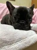 フレンチブルドッグ【福岡県・男の子・2022年11月16日・ブリンドル】の写真3