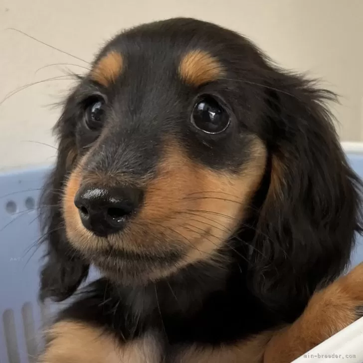 ID：2412-02033の子犬