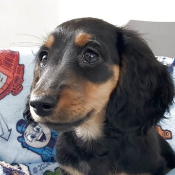 カニンヘンダックスフンド(ロング)【沖縄県・女の子・2025年9月20日・ブラックタン】の写真「11/27動画追加！元気いっぱいな子」