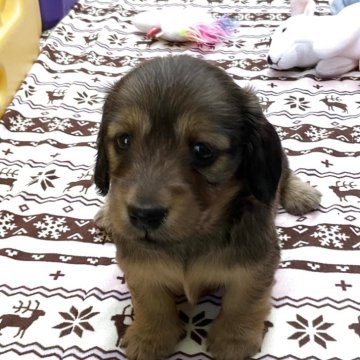 カニンヘンダックスフンド(ロング)【沖縄県・女の子・2025年3月29日・レッド】の写真「お父さんJKCチャンピオン！すくすくと成長中‼︎」