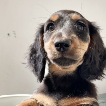 カニンヘンダックスフンド(ロング)【沖縄県・女の子・2025年9月20日・ブラックタン】の写真「11月20日掲載！元気いっぱいな明るい子」